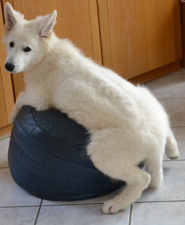 Blizz mit 14 Wochen auf ihrem persönlichen Sofa